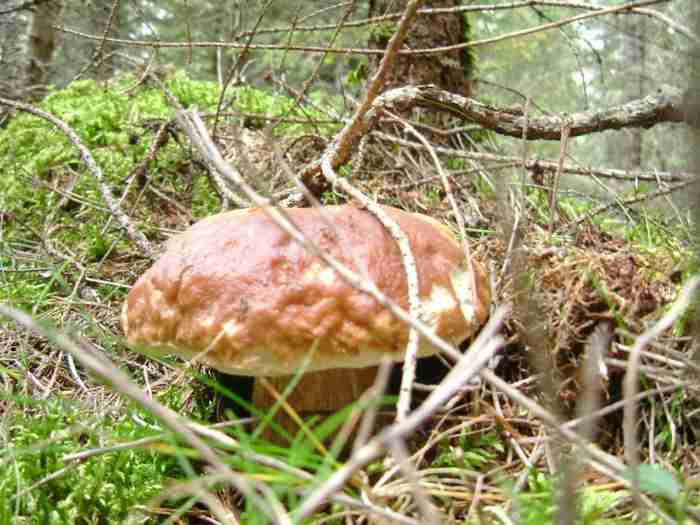  Image name: 267 Porcino.jpg 
 width: 700 pixel 
 height: 525 pixel 
 Size: 38043 bytes 
 Click to enlarge 